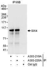 SIX4 Antibody in Immunoprecipitation (IP)