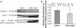 IRAK4 Antibody in Western Blot (WB)