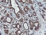 SKIL Antibody in Immunohistochemistry (Paraffin) (IHC (P))