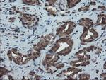 SKIL Antibody in Immunohistochemistry (Paraffin) (IHC (P))