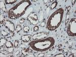 SKIL Antibody in Immunohistochemistry (Paraffin) (IHC (P))