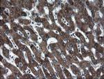 SKIL Antibody in Immunohistochemistry (Paraffin) (IHC (P))