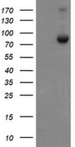 SKIL Antibody in Western Blot (WB)