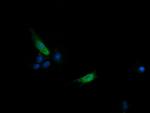 SLA2 Antibody in Immunocytochemistry (ICC/IF)