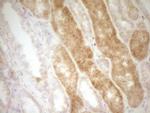 SLAMF7 Antibody in Immunohistochemistry (Paraffin) (IHC (P))