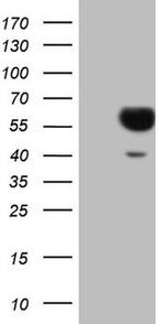 SLAMF7 Antibody in Western Blot (WB)