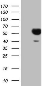 SLAMF7 Antibody in Western Blot (WB)