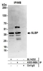 SLBP Antibody in Western Blot (WB)