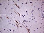 SLC22A17 Antibody in Immunohistochemistry (Paraffin) (IHC (P))