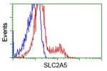 SLC2A5 Antibody in Flow Cytometry (Flow)