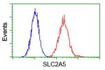SLC2A5 Antibody in Flow Cytometry (Flow)