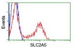 SLC2A5 Antibody in Flow Cytometry (Flow)