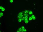 SLC2A5 Antibody in Immunocytochemistry (ICC/IF)