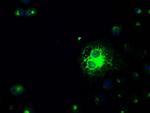 SLC2A5 Antibody in Immunocytochemistry (ICC/IF)