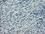 SLC2A5 Antibody in Immunohistochemistry (Paraffin) (IHC (P))