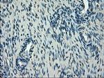 SLC2A5 Antibody in Immunohistochemistry (Paraffin) (IHC (P))