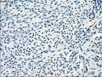 SLC2A5 Antibody in Immunohistochemistry (Paraffin) (IHC (P))