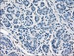 SLC2A5 Antibody in Immunohistochemistry (Paraffin) (IHC (P))