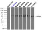 SLC2A5 Antibody in Immunoprecipitation (IP)