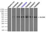 SLC2A5 Antibody in Immunoprecipitation (IP)