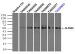 SLC2A5 Antibody in Immunoprecipitation (IP)