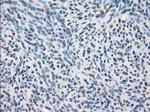 SLC2A6 Antibody in Immunohistochemistry (Paraffin) (IHC (P))