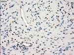 SLC2A6 Antibody in Immunohistochemistry (Paraffin) (IHC (P))