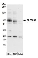 SLC30A1/ZNT1 Antibody in Western Blot (WB)