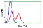 SLC7A8 Antibody in Flow Cytometry (Flow)