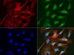 SLC7A8 Antibody in Immunocytochemistry (ICC/IF)