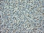 SLC7A8 Antibody in Immunohistochemistry (Paraffin) (IHC (P))