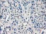 SLC7A8 Antibody in Immunohistochemistry (Paraffin) (IHC (P))