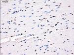 SLC7A8 Antibody in Immunohistochemistry (Paraffin) (IHC (P))