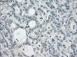 SLC7A8 Antibody in Immunohistochemistry (Paraffin) (IHC (P))