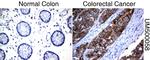 SLC7A8 Antibody in Immunohistochemistry (Paraffin) (IHC (P))