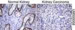 SLC7A8 Antibody in Immunohistochemistry (Paraffin) (IHC (P))