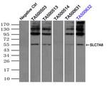 SLC7A8 Antibody in Immunoprecipitation (IP)