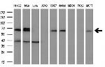 SLC7A8 Antibody in Western Blot (WB)