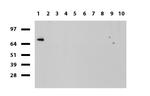 SLC7A8 Antibody in Western Blot (WB)