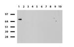 SLC7A8 Antibody in Western Blot (WB)