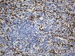 SLU7 Antibody in Immunohistochemistry (Paraffin) (IHC (P))