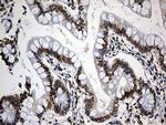 SLU7 Antibody in Immunohistochemistry (Paraffin) (IHC (P))