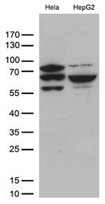 SLU7 Antibody in Western Blot (WB)