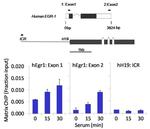 SMAD1 Antibody in ChIP Assay (ChIP)