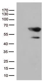 SMAD1 Antibody in Western Blot (WB)