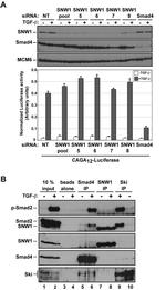 SMAD1 Antibody in Western Blot (WB)