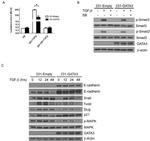 SMAD1 Antibody in Western Blot (WB)