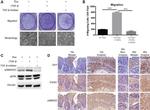 Phospho-SMAD2 (Ser465, Ser467) Antibody in Immunohistochemistry (IHC)