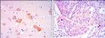 SMAD5 Antibody in Immunohistochemistry (Paraffin) (IHC (P))