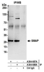 SMAP Antibody in Western Blot (WB)